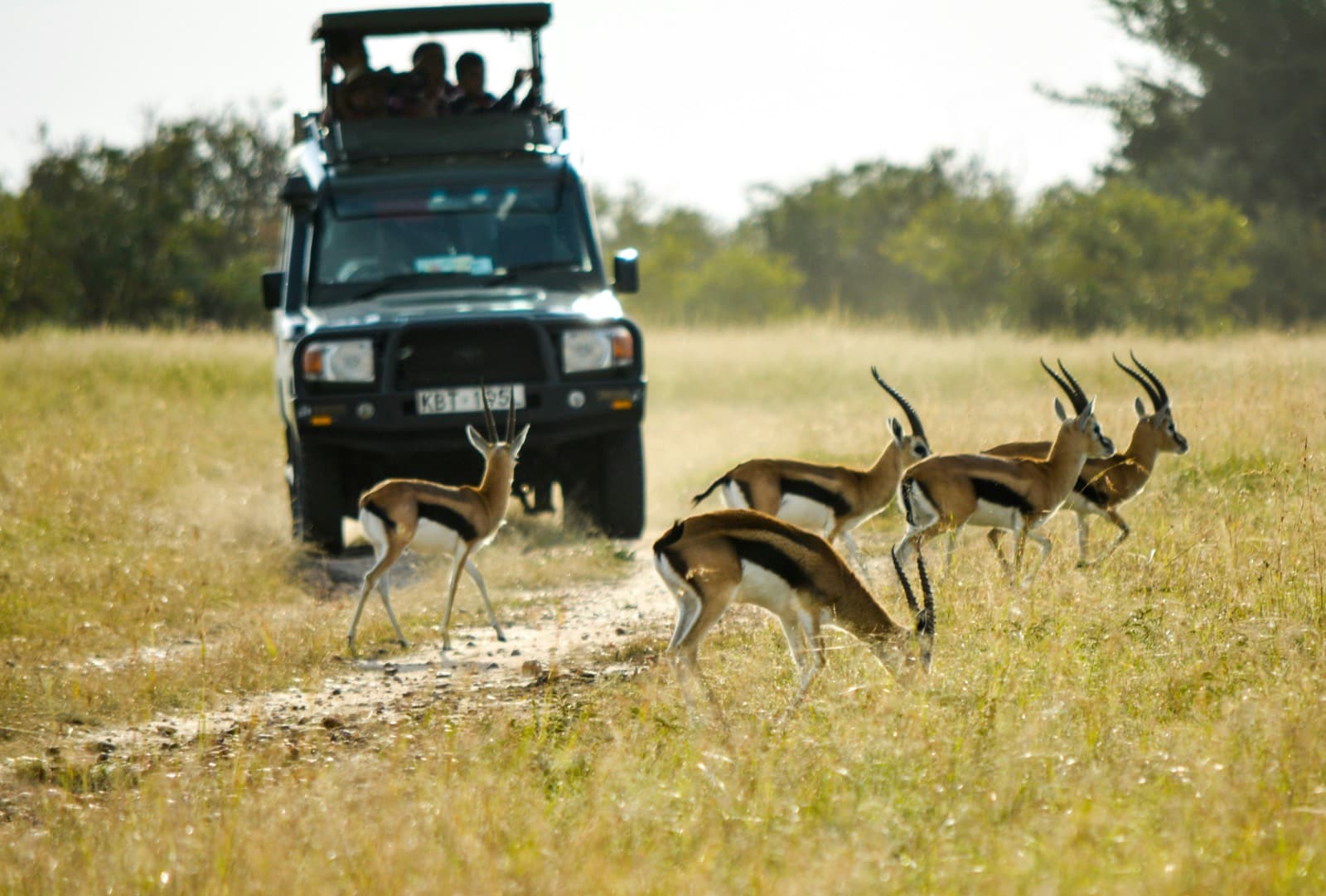 Singita Sabora