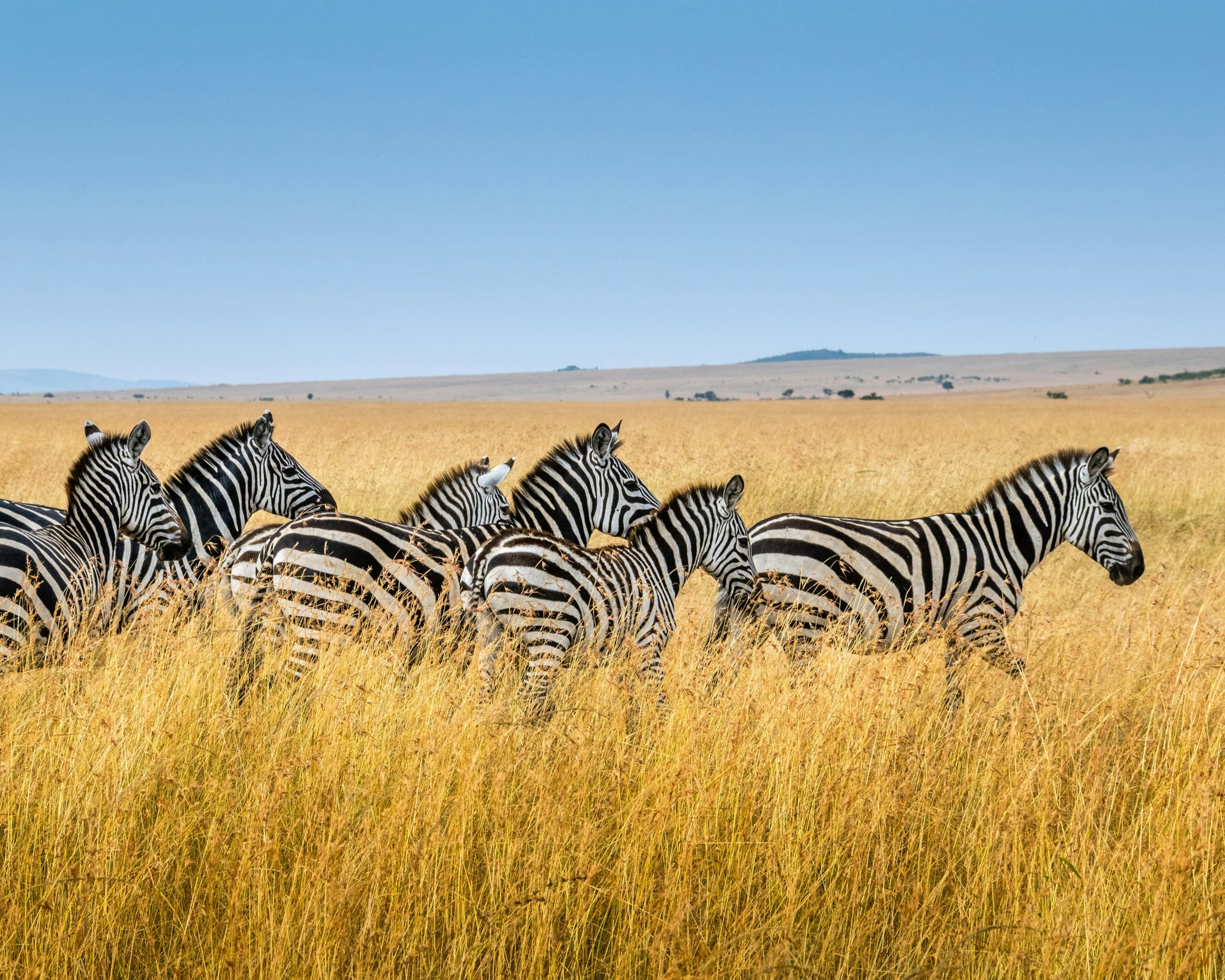 UNVERGESSLICHES AFRICA (Flugsafari !)